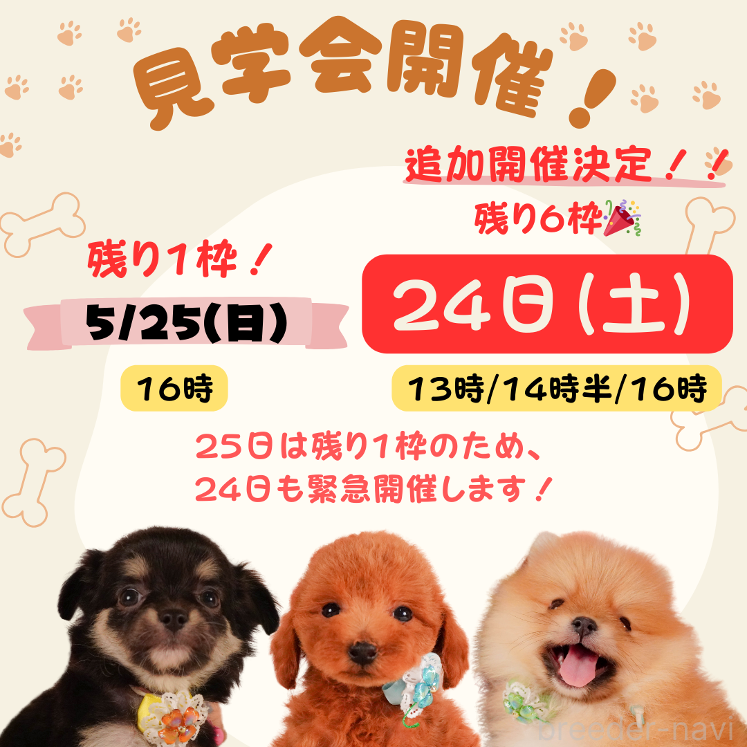 成約済の静岡県のトイプードル-387151の3枚目